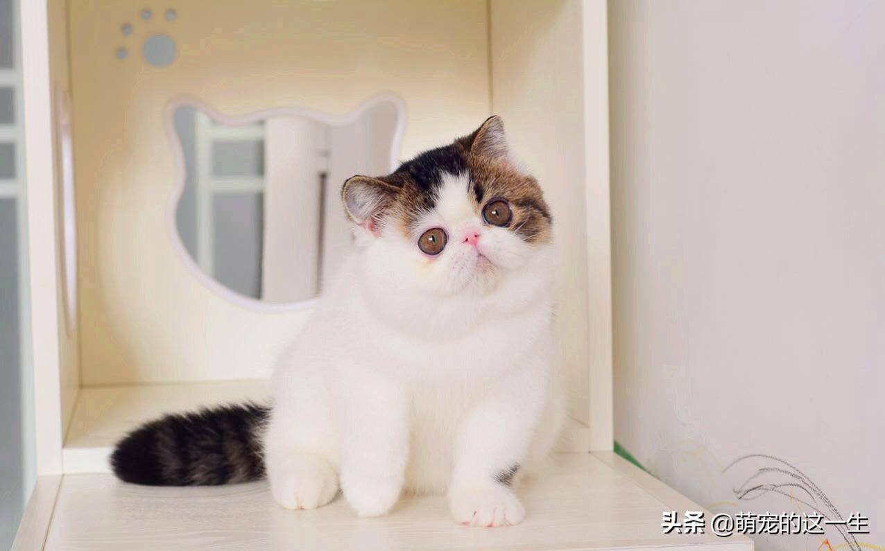 如何把小猫咪写得让人忍不住想撸？