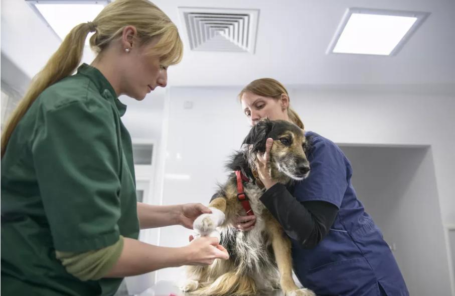 猫咪脚垫脱皮正常吗？铲屎官必须知道的护理技巧