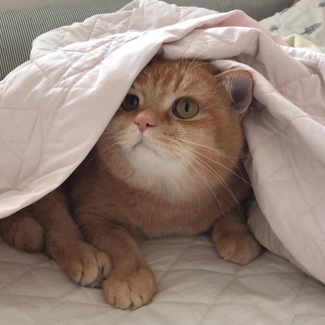 猫咪也会来大姨妈吗？新手必看的护理指南