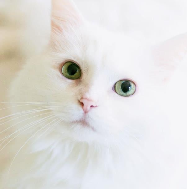 猫咪眯眼睛真的是在卖萌吗？