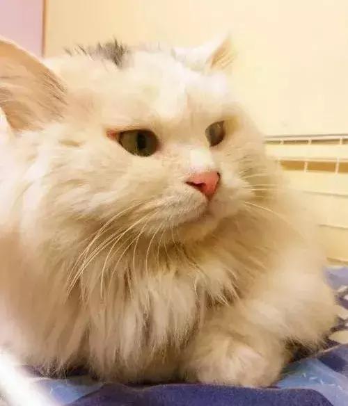 新手养猫怎么挑疫苗牌子不踩坑？