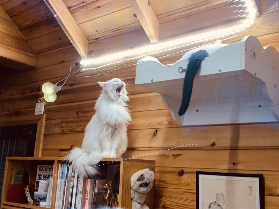 为什么你家猫咪总在凌晨三点蹦迪？