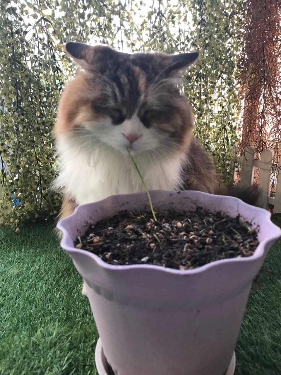 猫主子死活不吃猫草怎么办？