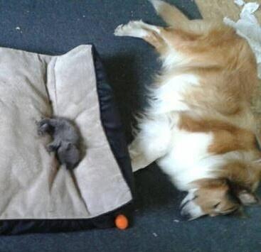 猫咪突然鼓成气球肚怎么办? 猫咪突然鼓成气球肚怎么办?