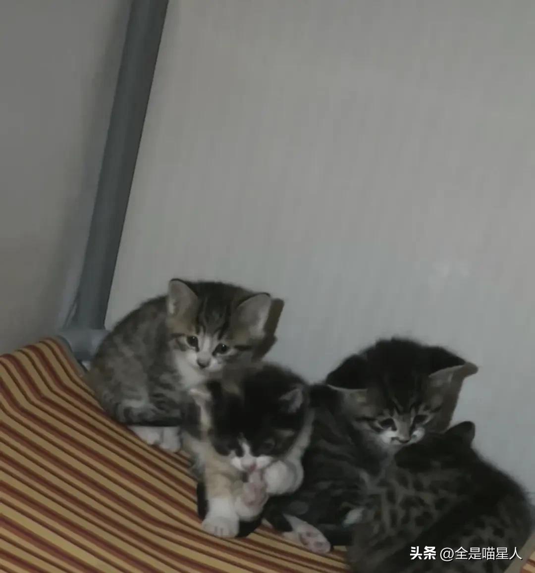 猫咪突然不吃饭只能喝汤怎么办？