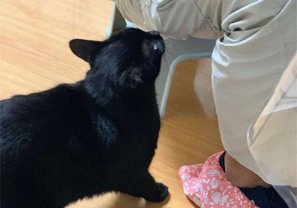 猫咪突然拉软便,铲屎官该怎么办? 猫咪突然拉软便,铲屎官该怎么办?