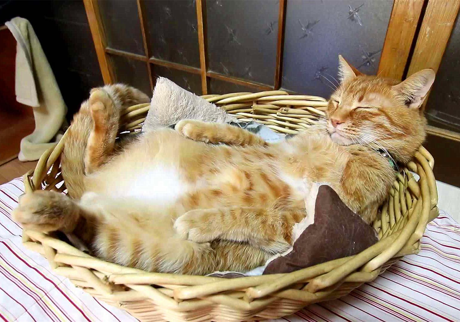 为什么你家主子一被撸就变拖拉机？