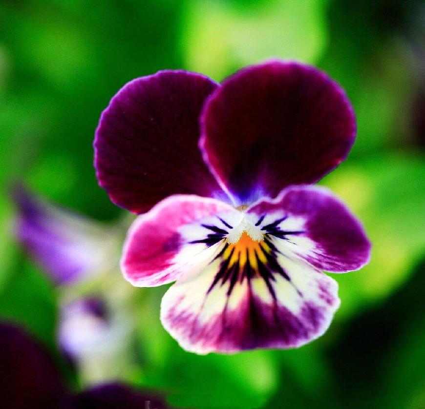 猫咪去世了该埋在小区花坛吗？