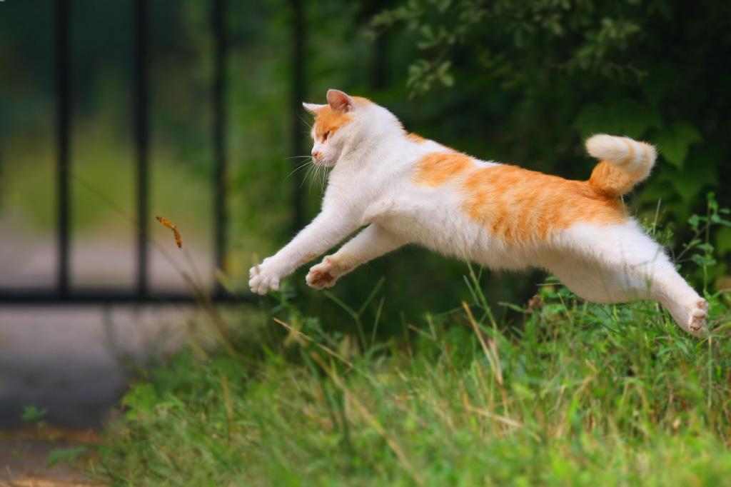 如何让陌生猫咪主动蹭你? 如何让陌生猫咪主动蹭你?