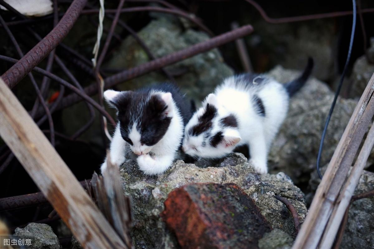 新手养猫第一课：如何一眼分清主子品种？