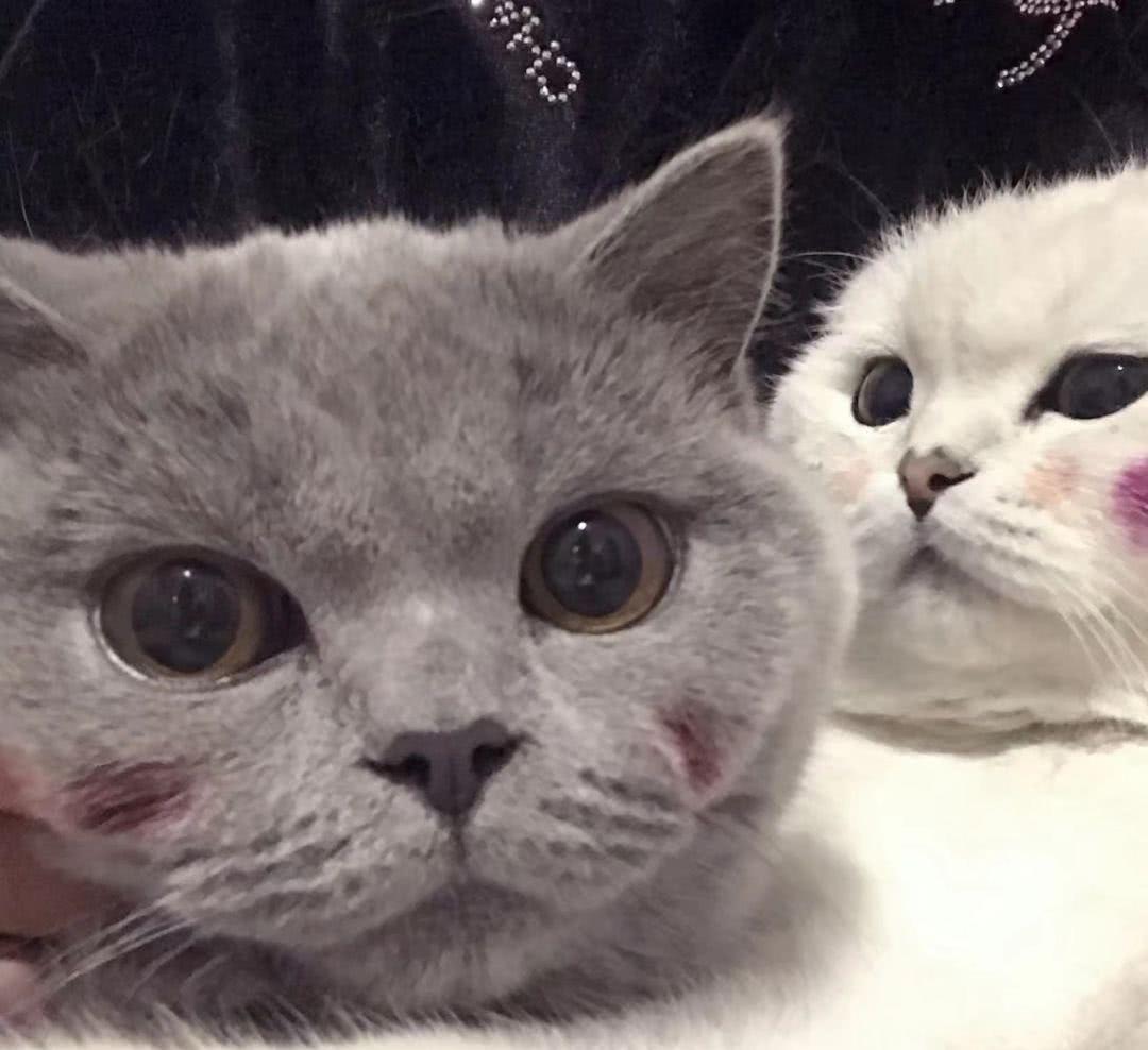 你家猫咪真的需要网上交友吗？