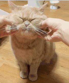 拍出百万点赞的猫咪吃饭照到底难不难？