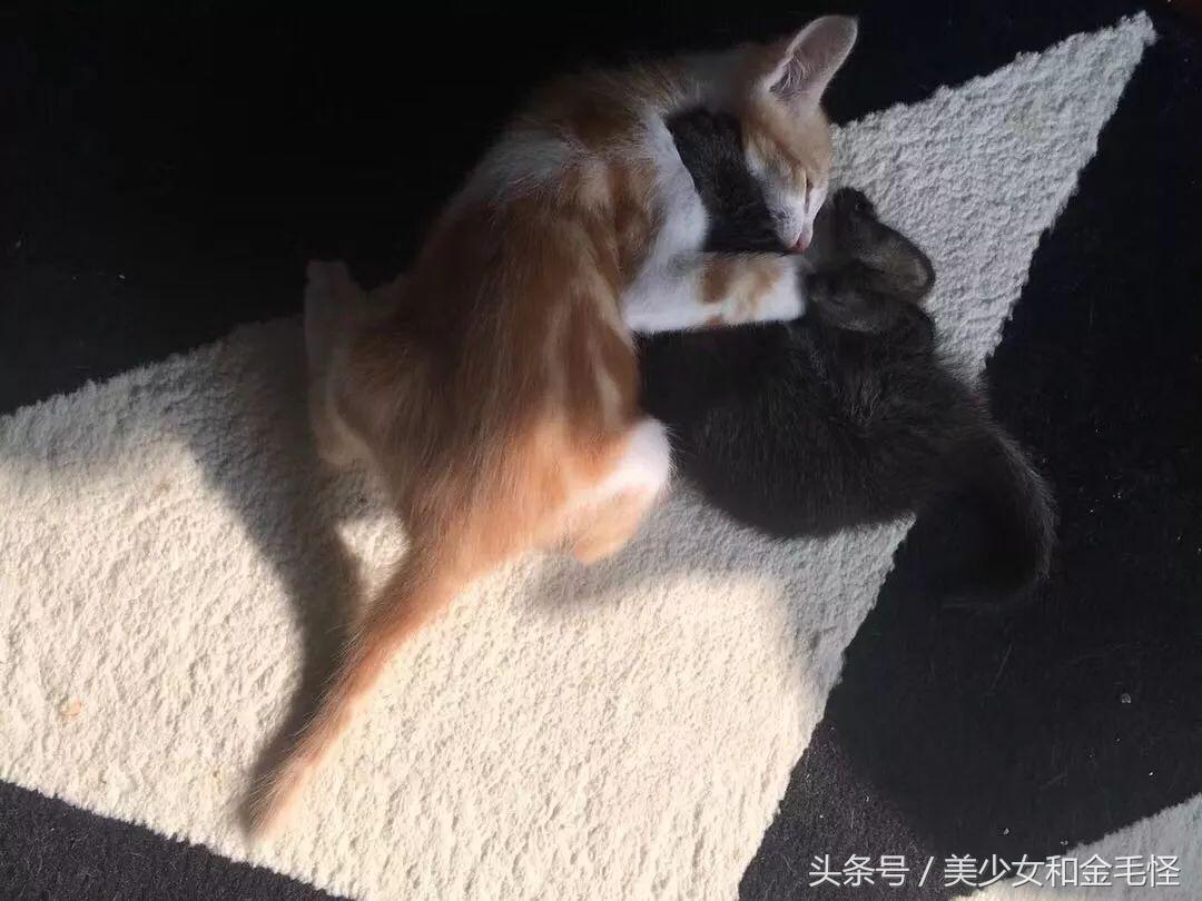 新手铲屎官必看:哪种猫砂能让主子乖乖上厕所? 新手铲屎官必看:哪种猫砂能让主子乖乖上厕所?