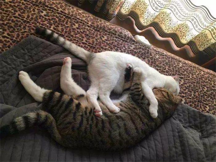 母猫不做绝育会得子宫蓄脓吗？