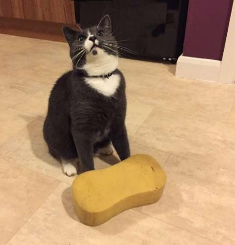 如何让猫主子每天制造10个爆笑名场面？