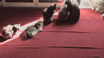 猫咪走路总打滑?可能是佝偻病在作祟! 猫咪走路总打滑?可能是佝偻病在作祟!