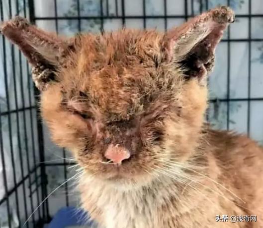 猫咪两只眼睛颜色不同会瞎吗？