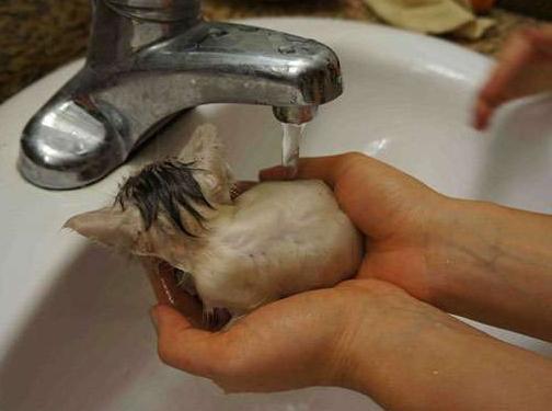 雪佛兰景程:预算有限如何选家用车?实测省3万油费避坑指南 雪佛兰景程:预算有限如何选家用车?实测省3万油费避坑指南