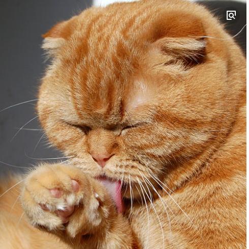 猫咪身上发现跳蚤怎么办？