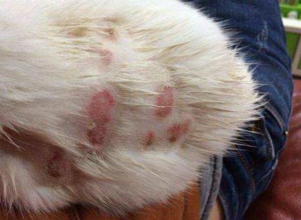 猫咪身上长癣该用什么药？