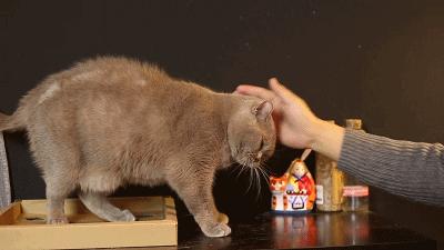 为什么我家猫的屁股总飘来谜之臭味? 为什么我家猫的屁股总飘来谜之臭味?