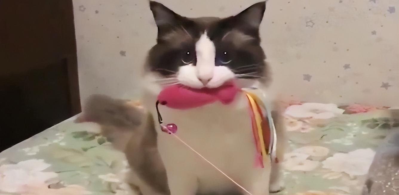 小猫咪真的需要上学吗？