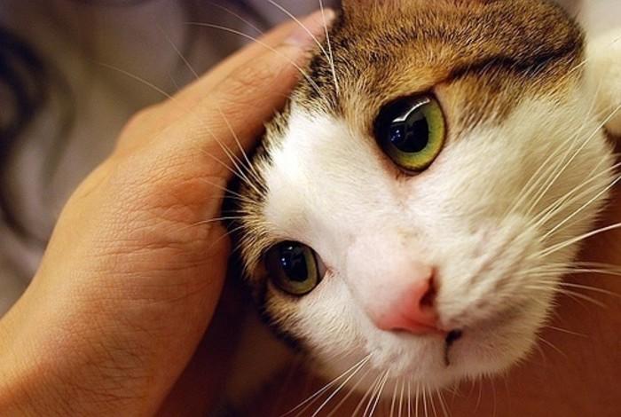 猫咪拉出白色虫子会传染给人吗？新手必看处理指南