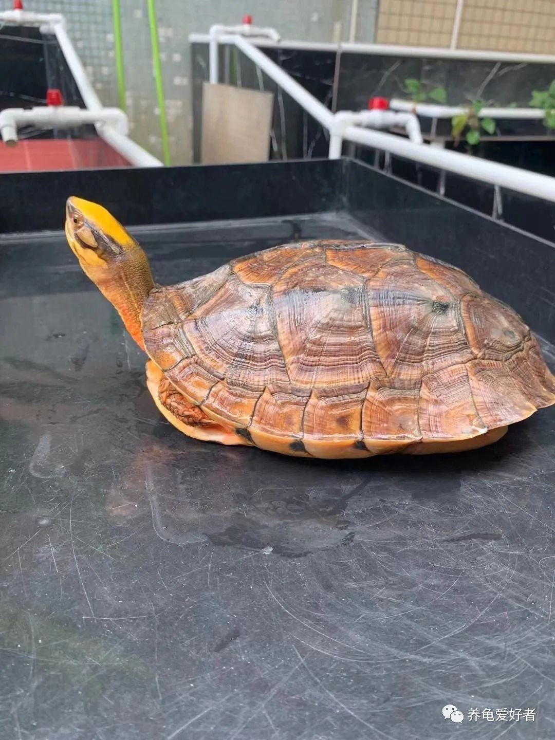 原神梅萨值得抽吗?新手入坑必看保姆级指南 原神梅萨值得抽吗?新手入坑必看保姆级指南