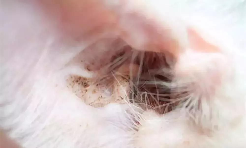 梅尔卡多这游戏到底怎么玩才能不踩坑？