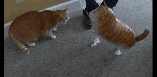 猫咪突然鼓成气球肚怎么办? 猫咪突然鼓成气球肚怎么办?