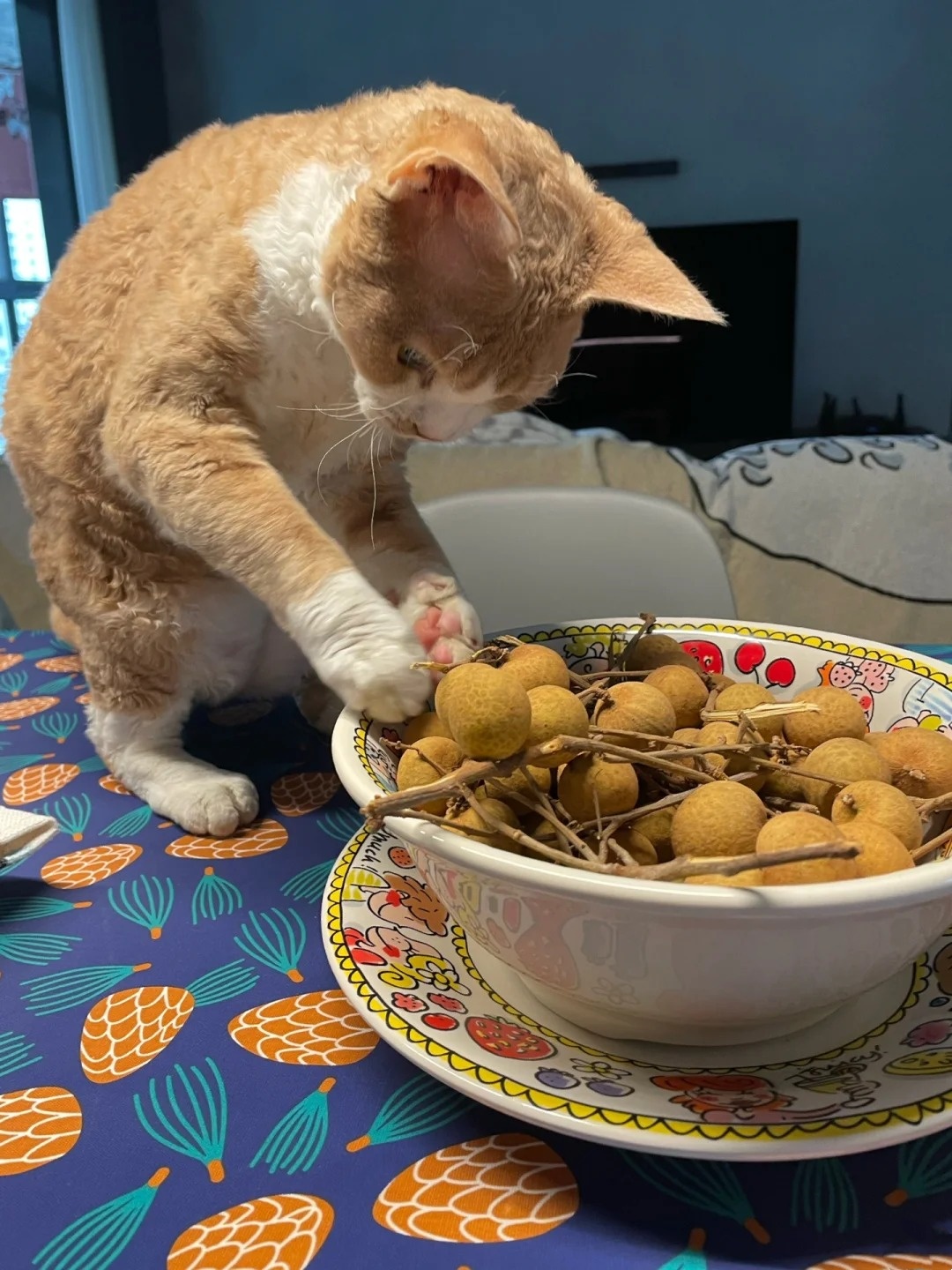 猫咪偷吃龙眼会中毒吗？新手必看喂养雷区