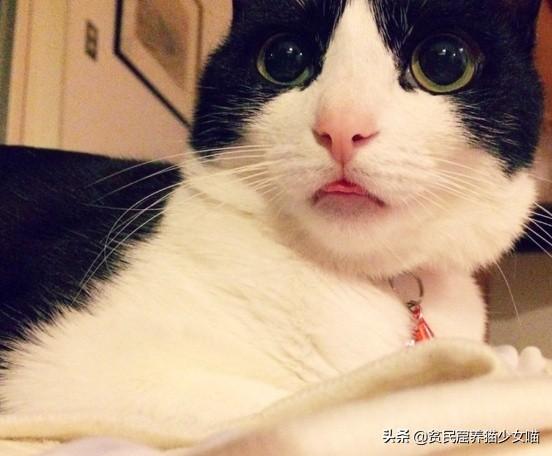 猫咪牙龈发白是生病了吗？新手必看症状排查指南