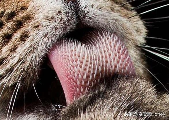 猫咪为什么把自己舔秃了？