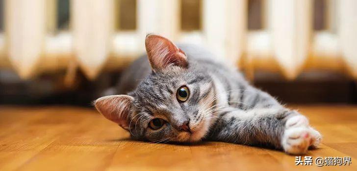 猫咪挠痒痒可能是跳蚤作怪？新手怎么选药不踩雷？