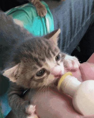 猫咪喝羊奶粉真的不会拉肚子吗？