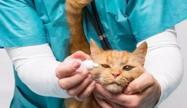 猫咪也会来大姨妈吗？新手必看的护理指南