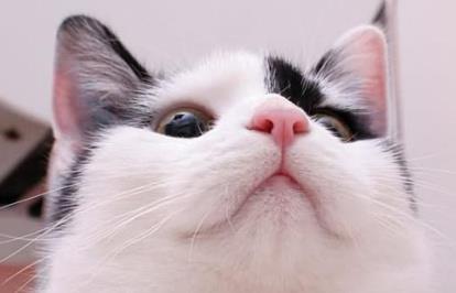 猫咪感冒一个月还没好怎么办？