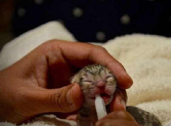 路边捡到的小奶猫怎样才能找到好人家？