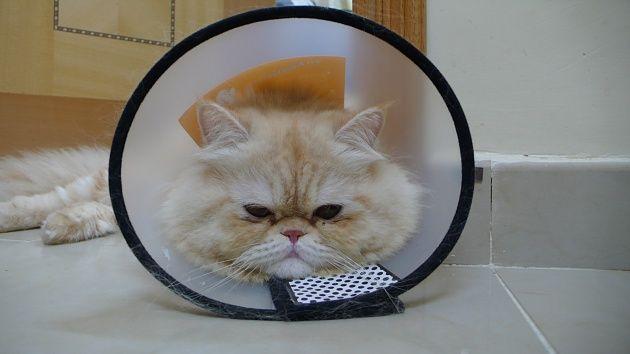 猫咪呕吐拉稀还躲角落？可能是肚子不舒服了！