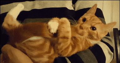 新手拍猫猫咪视频为啥总翻车？