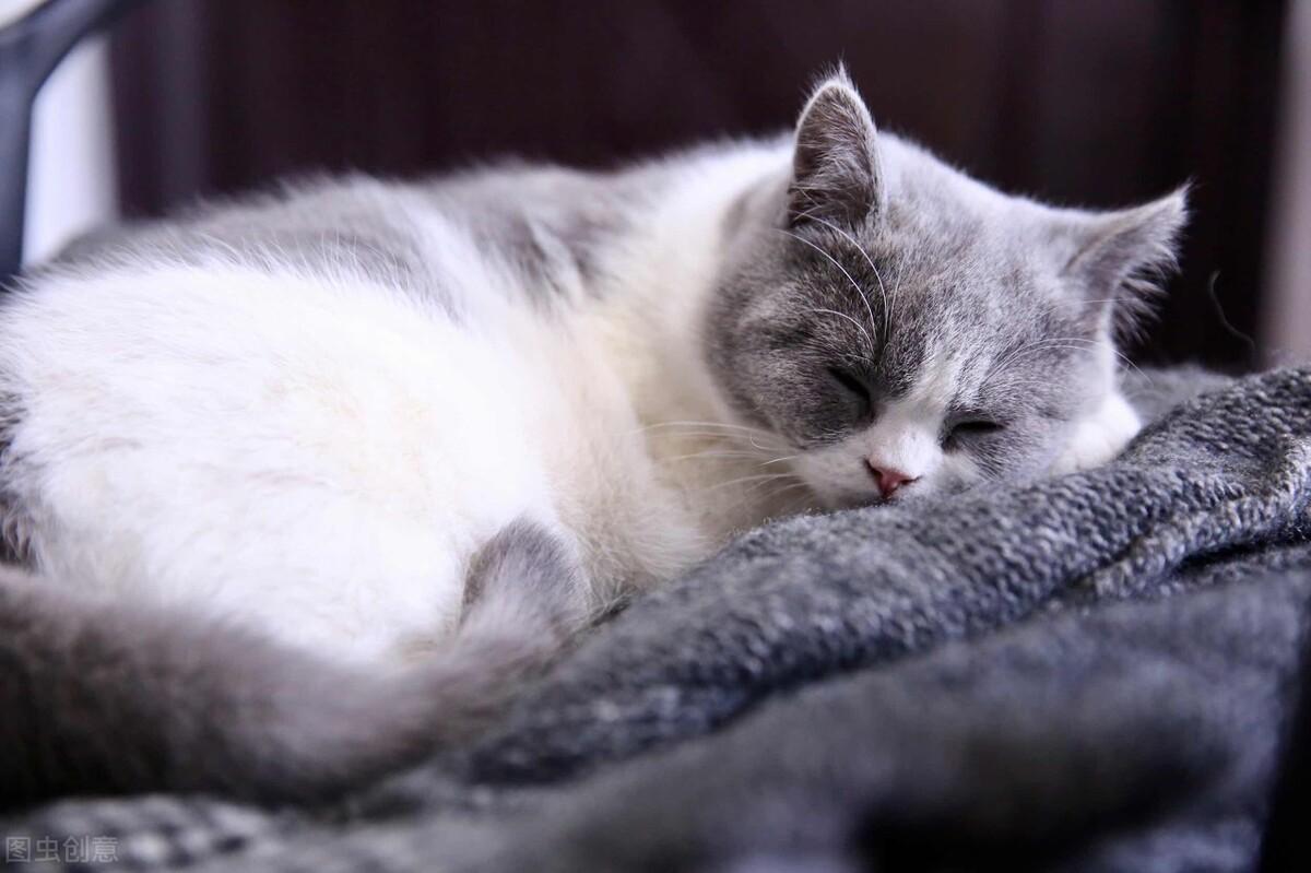 猫咪尿血能自己好起来吗？