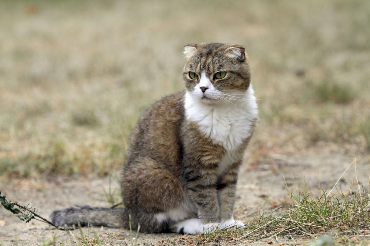 买猫前必看！不同品种猫咪到底多少钱才不算被坑？