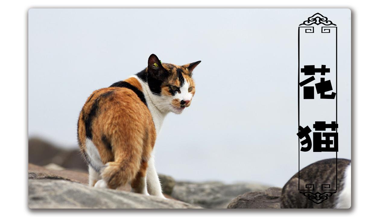 猫咪吐咖啡色液体是不是要送急诊？