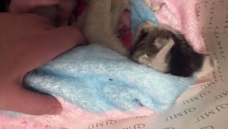 刚到家的小奶猫到底该叫啥名? 刚到家的小奶猫到底该叫啥名?