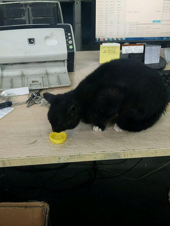 你敢把猫咪塞进快递箱吗? 你敢把猫咪塞进快递箱吗?