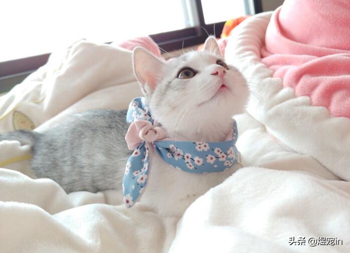 你家猫主子总把你当空气?这个神器能让你晋升 猫语十级 高手! 你家猫主子总把你当空气?这个神器能让你晋升 猫语十级 高手!