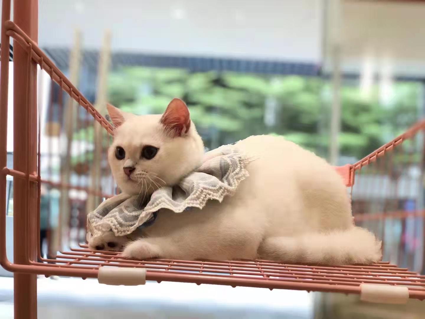 带猫体检一次钱包会大出血吗？