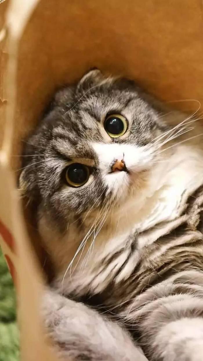 用猫咪当头像的女生真的很难追吗? 用猫咪当头像的女生真的很难追吗?