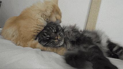 猫咪频繁上厕所是得了膀胱炎吗？