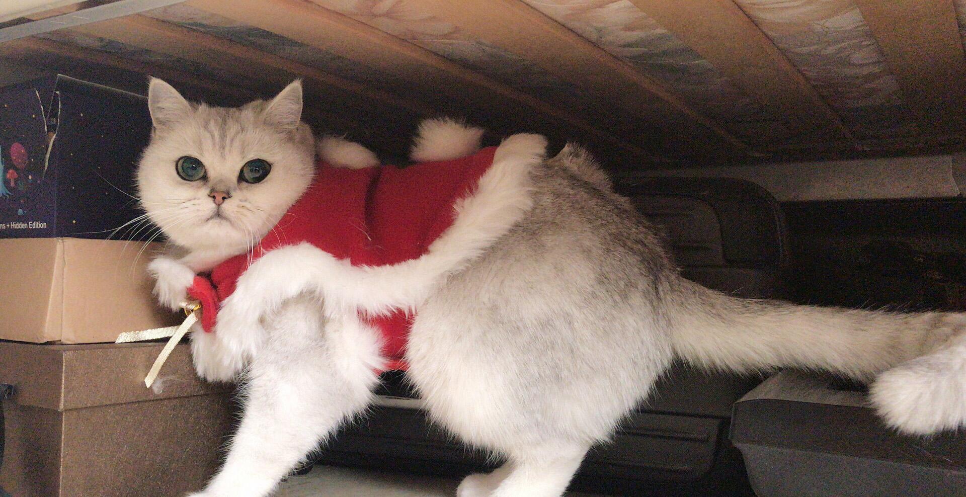 新手拍猫片没人看?手把手教你玩转猫咪TV! 新手拍猫片没人看?手把手教你玩转猫咪TV!